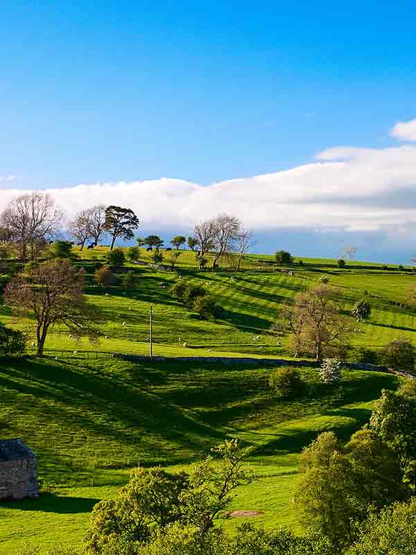 a green sloping hillside with sheep and trees