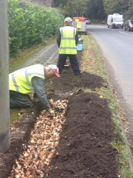 Bulb Planting on The Avenue - 